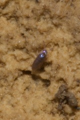 Lepidocyrtus cyaneus