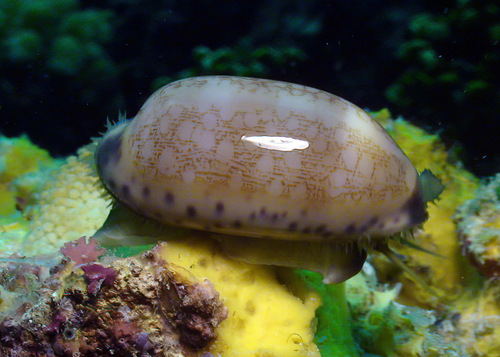 Cypraea scurra observed 2010-09-27
