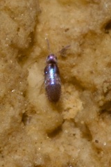 Lepidocyrtus cyaneus