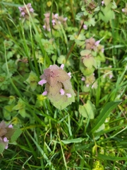 Lamium purpureum