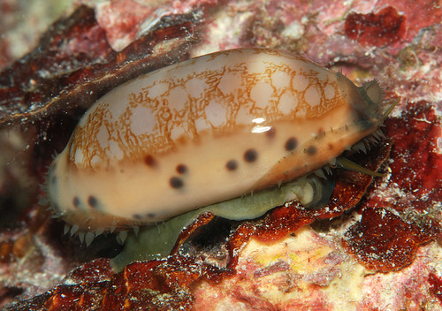 Cypraea scurra observed 2010-11-21