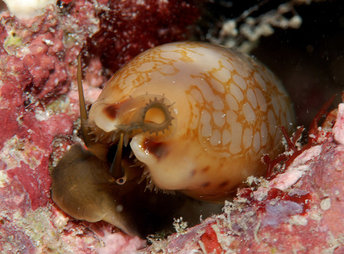 Cypraea scurra observed 2009-07-11