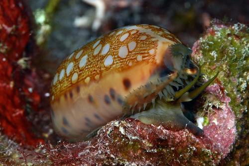 Cypraea scurra observed 2012-04-19