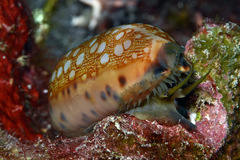 Mauritia scurra
