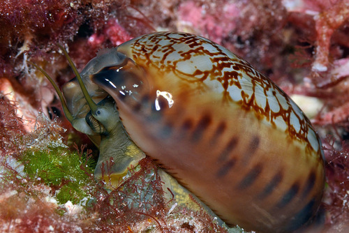 Cypraea scurra observed 2016-07-31