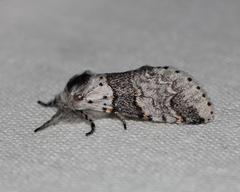 Furcula occidentalis