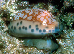 Mauritia scurra