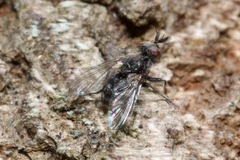 Triarthria setipennis
