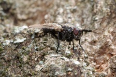 Triarthria setipennis