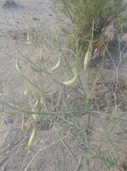 Astragalus sclerocarpus