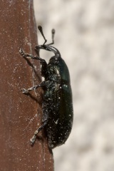 Aulacobaris coerulescens