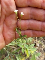 Florestina tripteris