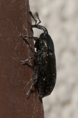 Aulacobaris coerulescens