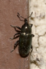 Aulacobaris coerulescens