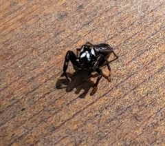 Metaphidippus manni