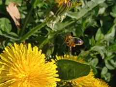 Apis mellifera