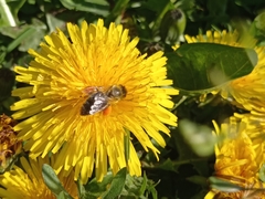 Apis mellifera