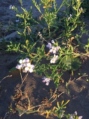 Cakile maritima