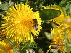 Apis mellifera