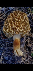 Morchella dunensis
