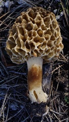 Morchella dunensis