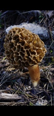 Morchella dunensis