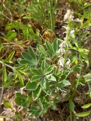 Lupinus texensis