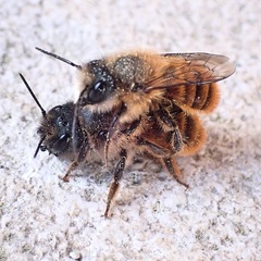 Osmia tricornis