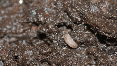 Haplophthalmus danicus