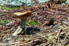Clitocybe glacialis