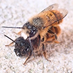 Osmia tricornis