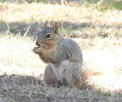 Sciurus niger