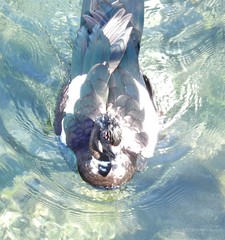 Cairina moschata domestica