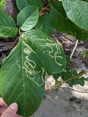 Phytomyza aralivora