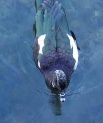 Cairina moschata domestica