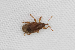 Lignyodes horridulus