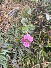Sidalcea malviflora malviflora