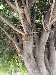 Ficus benjamina