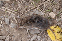Myosorex varius
