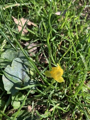 Ficaria verna