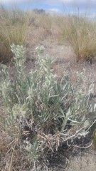 Oreocarya leucophaea