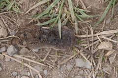 Myosorex varius