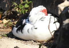 Cairina moschata domestica