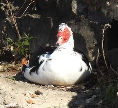 Cairina moschata domestica