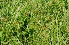 Carex vulpina