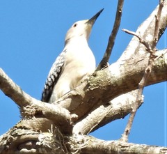 Melanerpes aurifrons