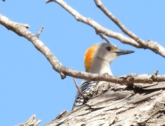 Melanerpes aurifrons