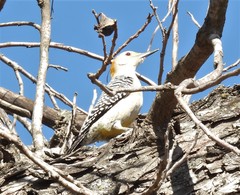 Melanerpes aurifrons