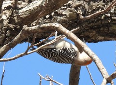 Melanerpes aurifrons