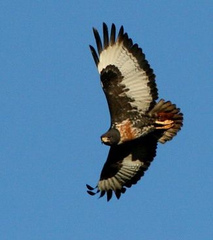 Jackal Buzzard photo 2